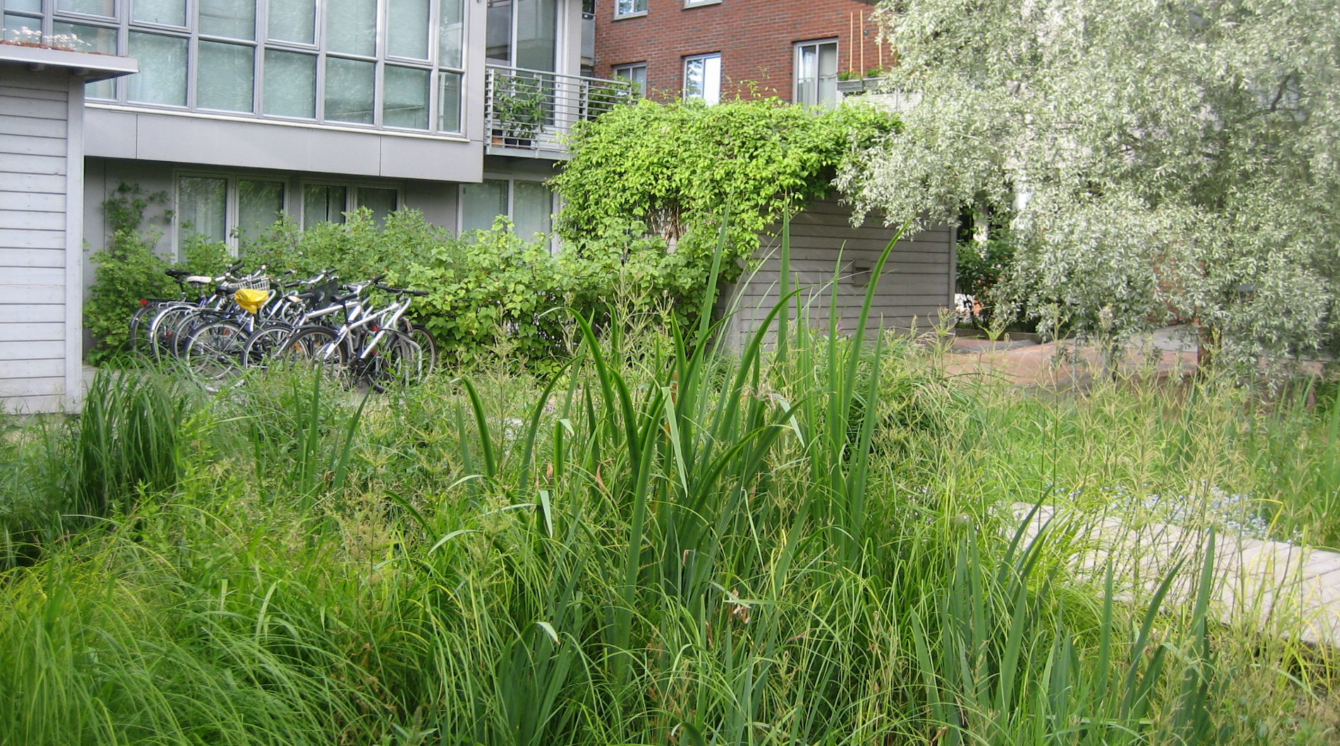 Greywater treatment garden, SuSanA Secretariat, WikiCommons, Lizenz: CC BY-SA 2.0