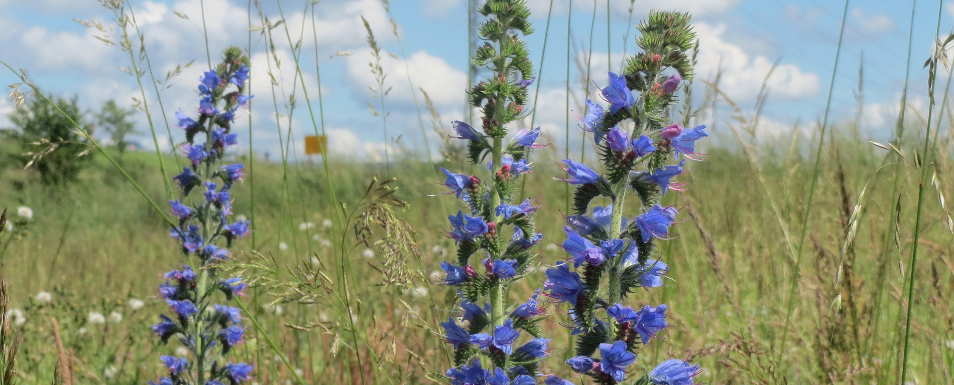 Gewöhnlicher Natternkopf (Echium vulgare) bei Schwetzingen, Quelle: Wikimedia, Lizenz: CC0 1.0 Universal