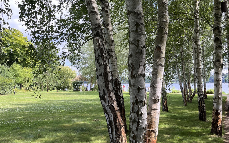 Parklandschaft an einem See mit Birken im Vorder- und Hintergrund